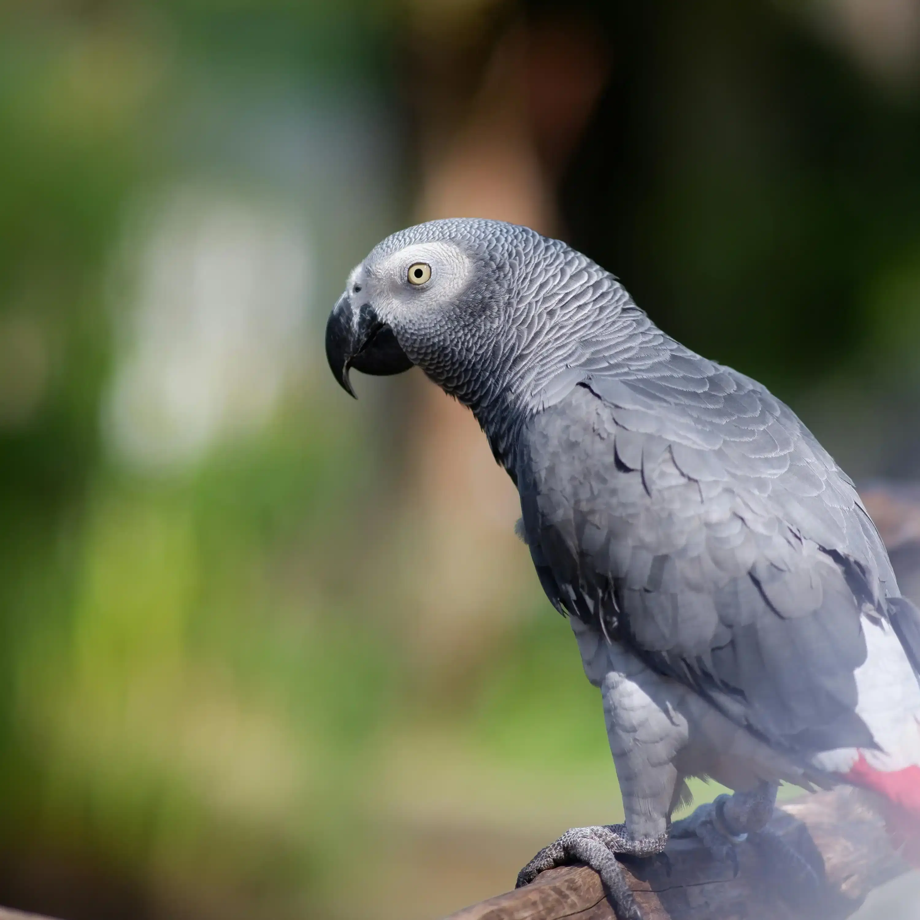 African grey parrot