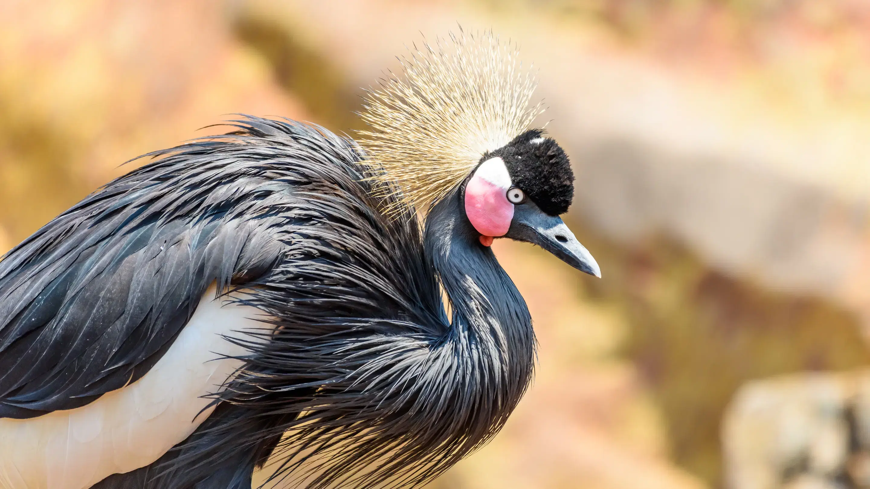 Black bird with a crown
