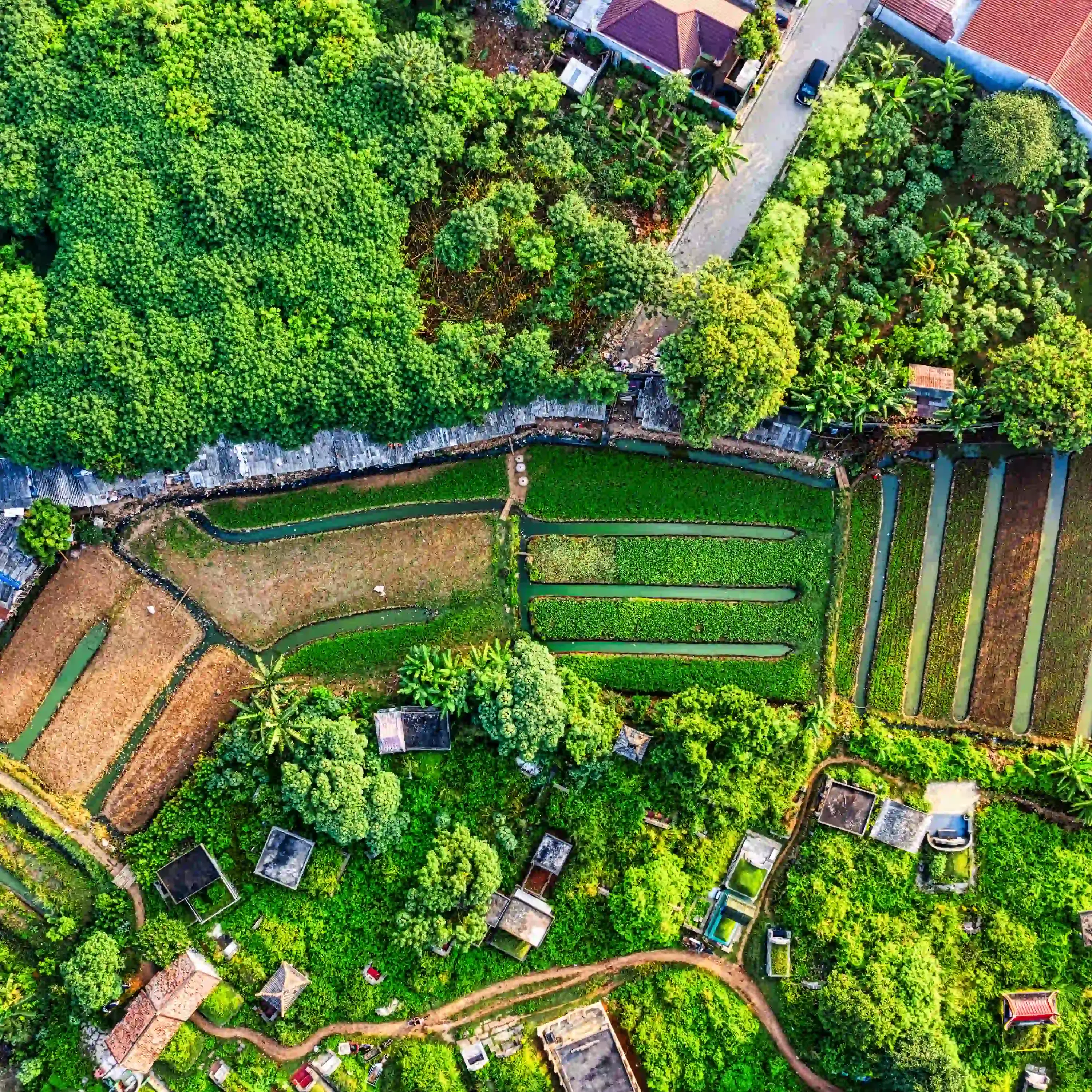 Aerial view of green farmland