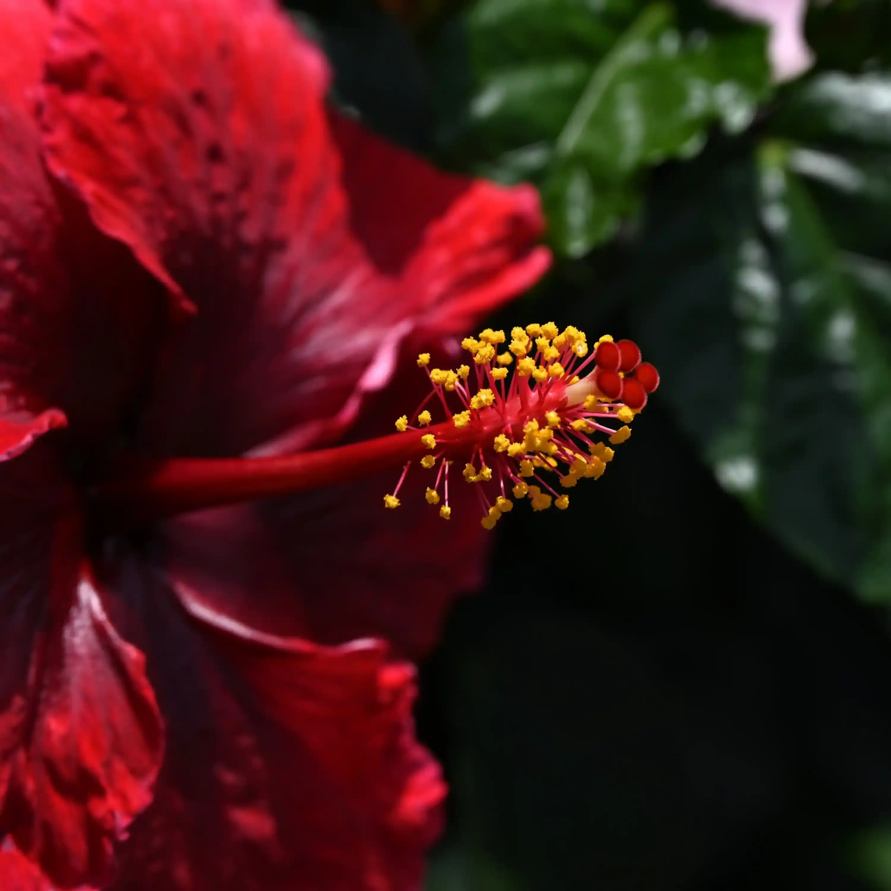 Close up of a red hibiscus flower