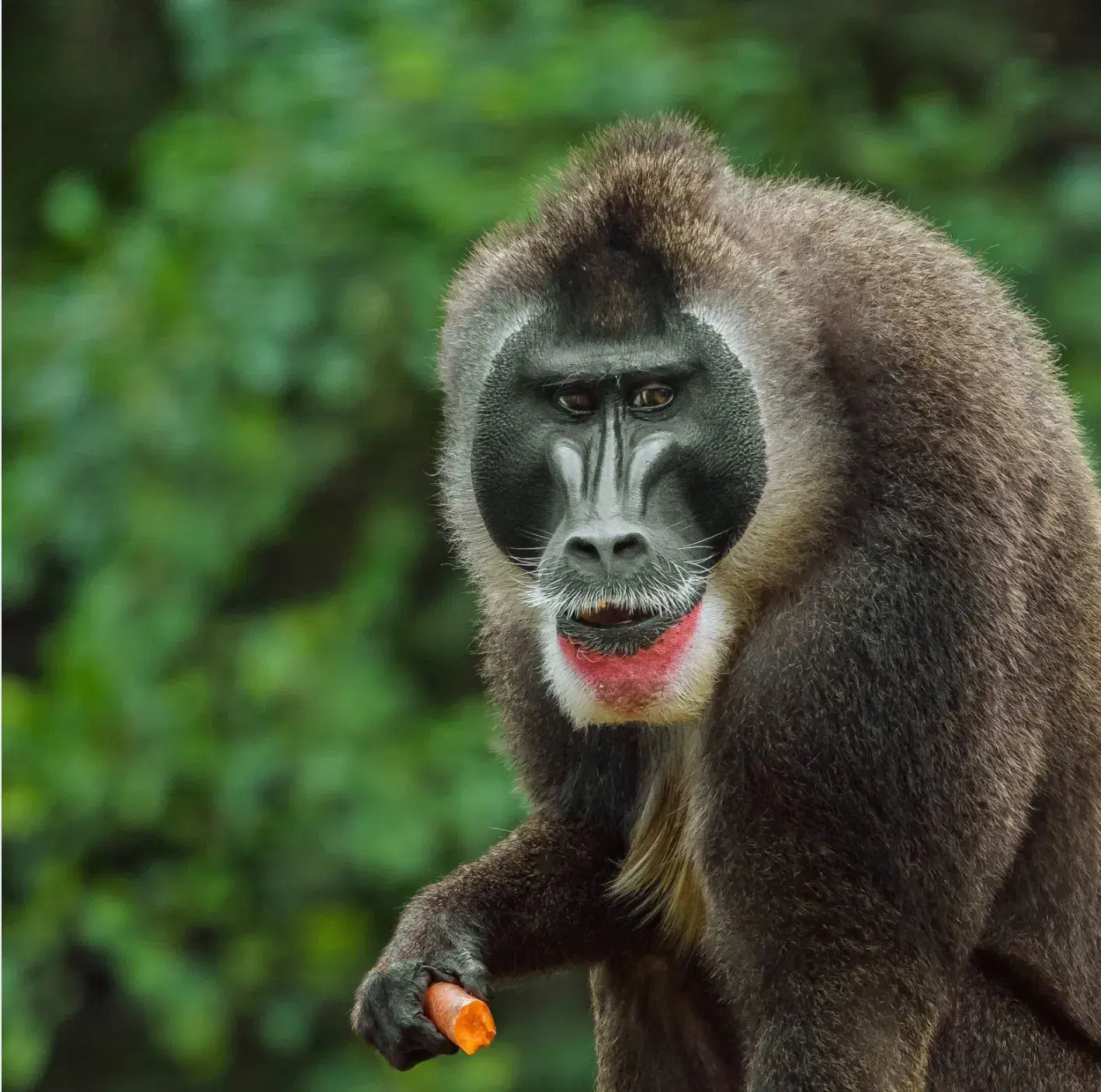 A monkey with a red jaw