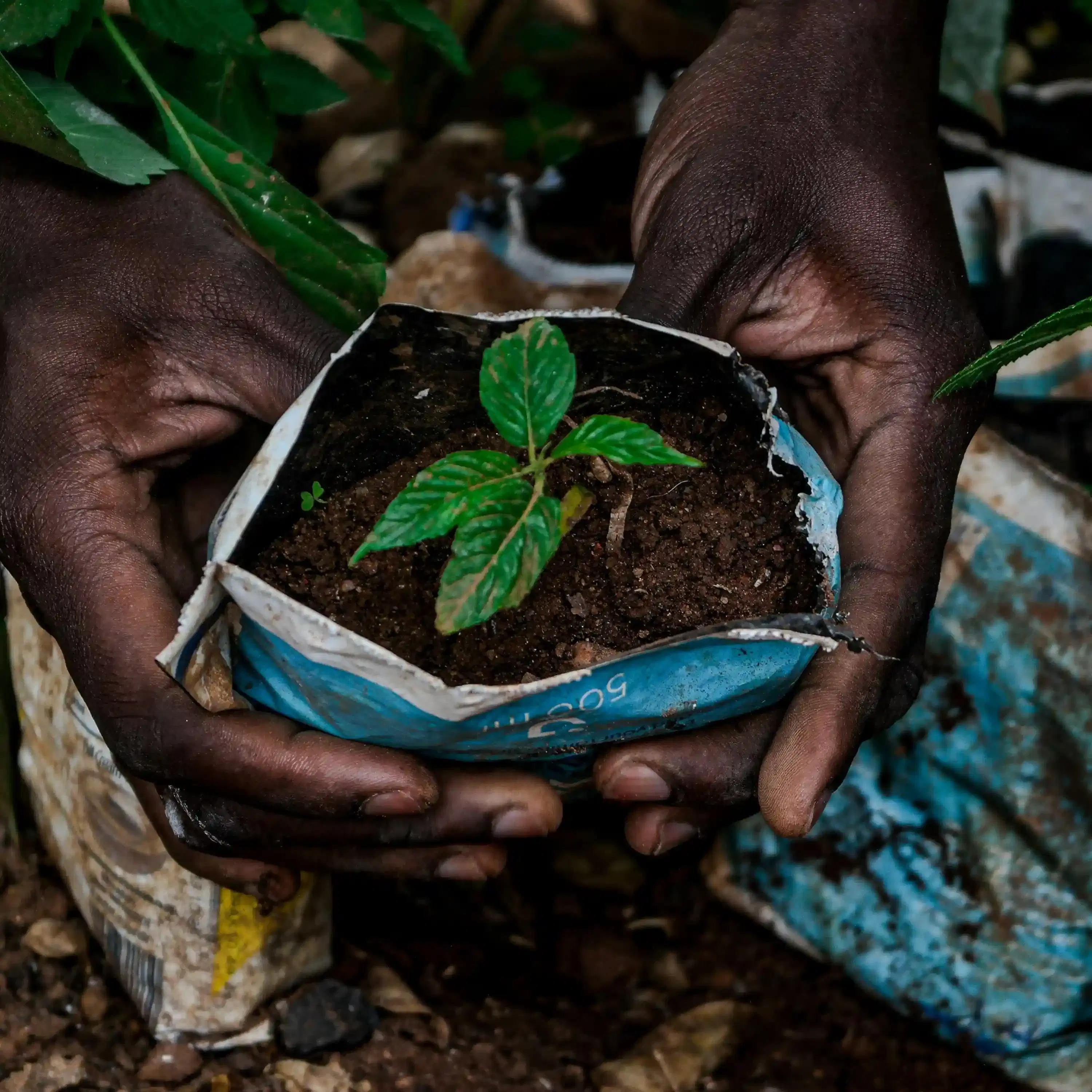 Hands holding a seedling